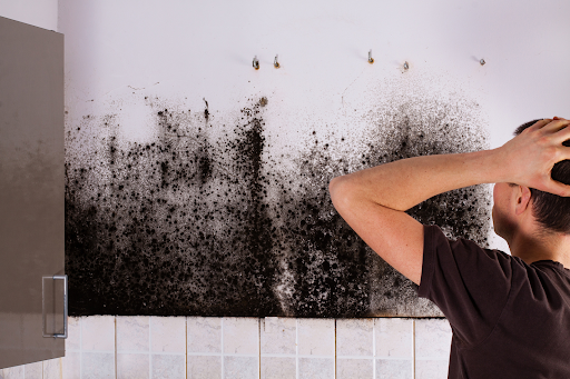 Dangers of Mold in the Home